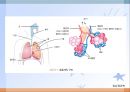 호흡기질환(임상영양학, 호흡기구조, 호흡기질환종류, 치료, 약물치료) PPT, 파워포인트 3페이지