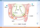 호흡기질환(임상영양학, 호흡기구조, 호흡기질환종류, 치료, 약물치료) PPT, 파워포인트 4페이지