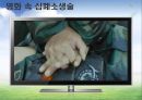 심폐소생술 및 기도폐쇄 파포 15페이지