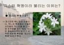 쟈스민 혁명 인가,튀니지에 대한 소개 역사,혁명의 배경,쟈스민 혁명이란,튀니지의 역사 ppt 3페이지
