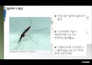 엑세스 바이오 [Access Bio] 산업분석, 기업분석, 기업소개, 투자포인트, 리스크, 말라리아, WHO 말라리아 퇴치 정책 변천사, 말라리아 진단방법의 변화.pptx 26페이지