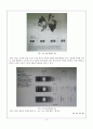 [무기분석실험] 04.MCM-41 합성 및 분석 (예비) : 메조포러스 물질(Mesoporous Material)중 하나인, MCM-41을 합성하고 분석기기를 이용하여 구조를 분석한다 4페이지