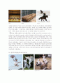 한국의 유네스코 unesco 등재유산 (세계유산,문화유산,기록유산) 16페이지