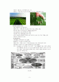미생물의 세계 - 미생물의 종류와 종류별 특성 3페이지