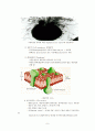 미생물의 세계 - 미생물의 종류와 종류별 특성 9페이지