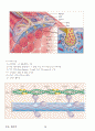04.운동생리학 {에너지 대사 및 근수축, 순환계•호흡계•내분비계, 훈련 생리학, 운동처방의 이해 및 적용} [임용 전공체육 체육교육과 전공 서적 요약본 레포트, 임용 필수 노트] 16페이지