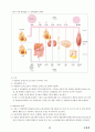 04.운동생리학 {에너지 대사 및 근수축, 순환계•호흡계•내분비계, 훈련 생리학, 운동처방의 이해 및 적용} [임용 전공체육 체육교육과 전공 서적 요약본 레포트, 임용 필수 노트] 43페이지