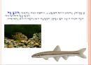 [동물의 세계] 동물의 이기적 행동 (카니발리즘, 탁란, 호혜적 이기주의).pptx 9페이지