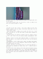 콜드마운팅 - 에폭시 수지를 이용한 구리 요철 구조 관측 : 시편 처리 과정 cold mouting, grinding, polishing 과정을 통해 시편의 구조를 광학 현미경으로 관찰하여 알아본다 7페이지