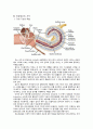 [청각학 개론] 인공와우(Cochlear Implant) 3페이지