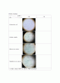 미생물학 실험 - Simple staining(단순염색), Gram staining(그람염색) 실험 7페이지