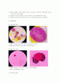 식물분류학 실험 - 식물의 화분 현미경 관찰 2페이지