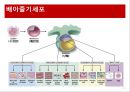 [생명공학] 줄기세포치료제에 관해서.pptx 7페이지