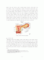 낙태(落胎) 보고서 [인공 유산, 임신과 태아의 정의, 임신중절 법규정] 5페이지