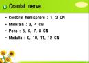 뇌신경 (腦神經 cranial nerve) 레포트.ppt 7페이지