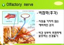 뇌신경 (腦神經 cranial nerve) 레포트.ppt 8페이지