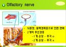 뇌신경 (腦神經 cranial nerve) 레포트.ppt 10페이지