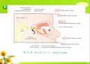 뇌신경 (腦神經 cranial nerve) 레포트.ppt 16페이지