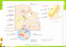 뇌신경 (腦神經 cranial nerve) 레포트.ppt 22페이지