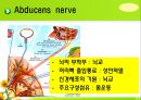 뇌신경 (腦神經 cranial nerve) 레포트.ppt 24페이지