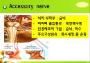 뇌신경 (腦神經 cranial nerve) 레포트.ppt 38페이지