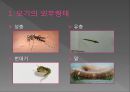모기의 분류 및 형태 2페이지