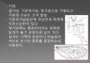 모기의 분류 및 형태 5페이지