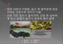 모기의 분류 및 형태 9페이지
