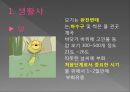 모기의 분류 및 형태 11페이지