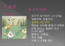 모기의 분류 및 형태 14페이지