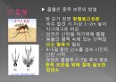 모기의 분류 및 형태 16페이지