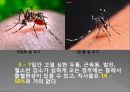 모기의 분류 및 형태 40페이지