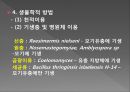 모기의 분류 및 형태 43페이지