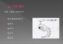 모기의 분류 및 형태 61페이지