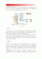 2015기초간호과학) 면역에 관여하는 세포, 면역 4가지 형태의 과민반응 특징과 주요질환, 과민반응별 질환 발생기전, 종양의 병기, 악성종양 중 TNM분류방법, 종양이 인체에 미치는 국소영향 전신영향, 면역관여세포 4페이지