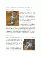 [영유아발달] 영아기의 감각운동단계(1단계~6단계) 및 대상영속성의 발달(1단계~5단계) 3페이지