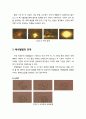 [영유아발달] ≪태내발달(胎內發達/prenatal development)≫ 수정, 태내발달의 단계(난체기,배아기,태아기), 태아의 뇌 발달 : 뉴런의 이동 3페이지