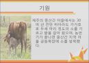 지역 문화 축제 - 제주 정월대보름 등불축제.pptx 4페이지