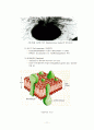[미생물] 미생물의 종류와 종류별 특성 - 고등미생물(진핵미생물), 하등미생물(원핵미생물), 바이러스, 프리온 11페이지