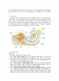 인공와우 (Cochlear Implant) 4페이지