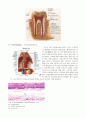 [동물조직학] 소화기 계통 조직 조사 - 입술, 이(치아)(Teeth) , 식도(Esophagus), 위(Stomach), 십이지장, 췌장(Pancreas), 간(肝, Liver) 2페이지