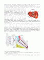 [동물조직학] 소화기 계통 조직 조사 - 입술, 이(치아)(Teeth) , 식도(Esophagus), 위(Stomach), 십이지장, 췌장(Pancreas), 간(肝, Liver) 7페이지