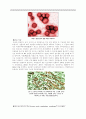 인간의 생존을 위협하는 바이러스(Virus). 그는 적일 수밖에 없는 존재 인가? 3페이지