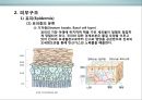 피부皮膚의 생리&유형(문제성피부)에 대한 이해 및 관리  (피부의 유형) 6페이지