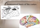 Motor control in human movement - cortex 피질.pptx 4페이지