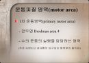 Motor control in human movement - cortex 피질.pptx 5페이지