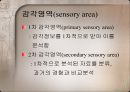 Motor control in human movement - cortex 피질.pptx 9페이지