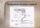 Motor control in human movement - cortex 피질.pptx 11페이지