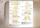 Motor control in human movement - cortex 피질.pptx 15페이지