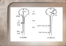 Motor control in human movement - cortex 피질.pptx 17페이지